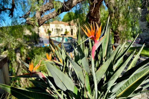 Bird of paradise flowers in the garden, with the pool behind