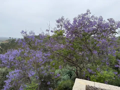 A jacaranda tree in full purple bloom on the hillside