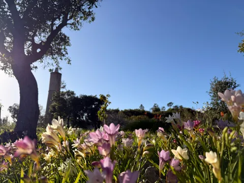 Flowers blooming in the garden beneath the old water tower