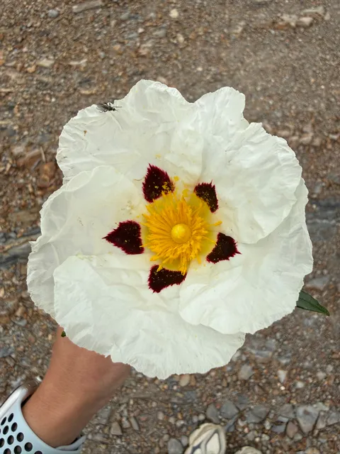 A wild Esteva flower found on the property